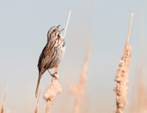 Song Sparrow