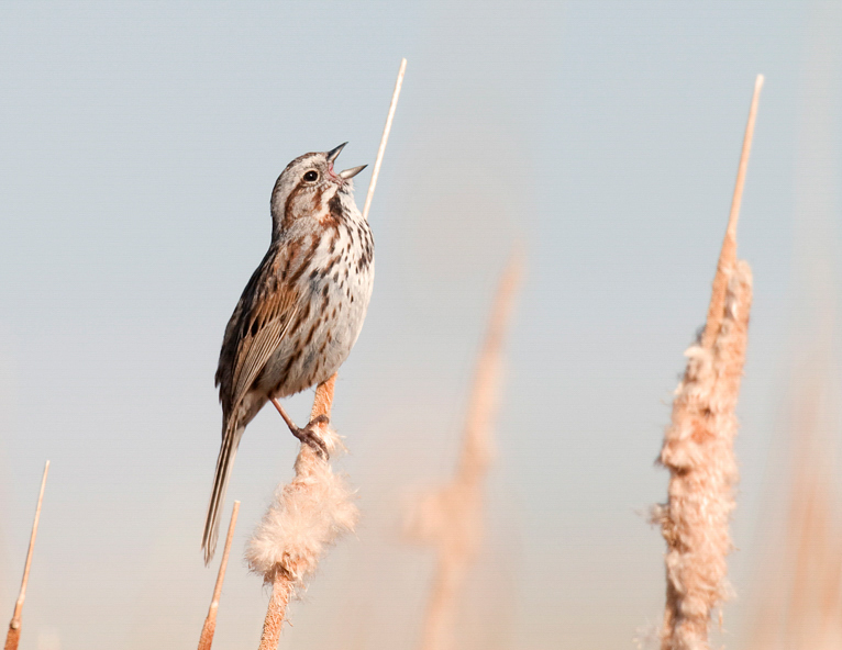 Song Sparrow