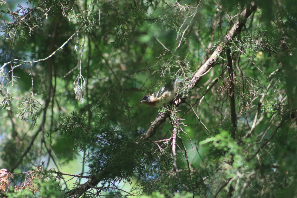 A Bay-breasted Warbler foraging in an Eastern Red Cedar. Photo by Jacob Crider