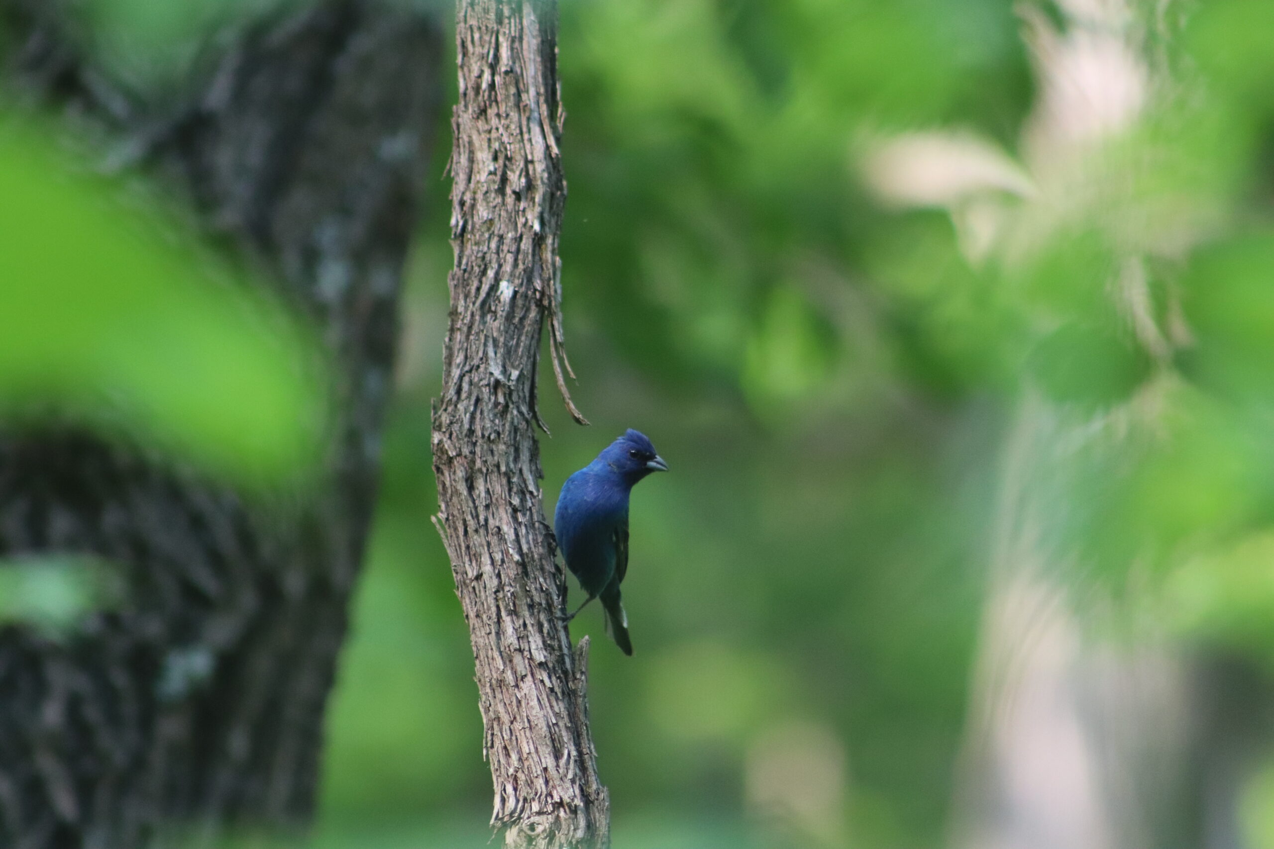 Indigo Bunting