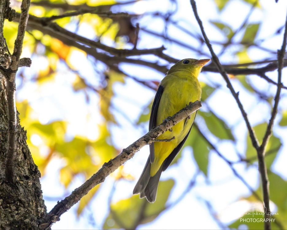 a female scarlet tanager perched in a tree