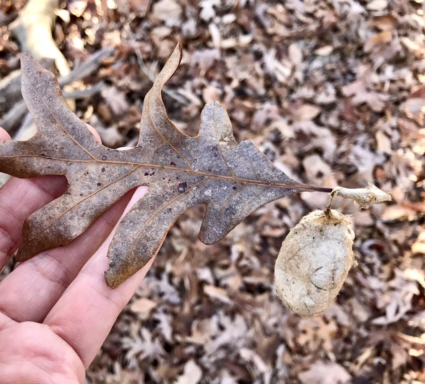 Polyphemus Moth pupa attached to an oak leaf