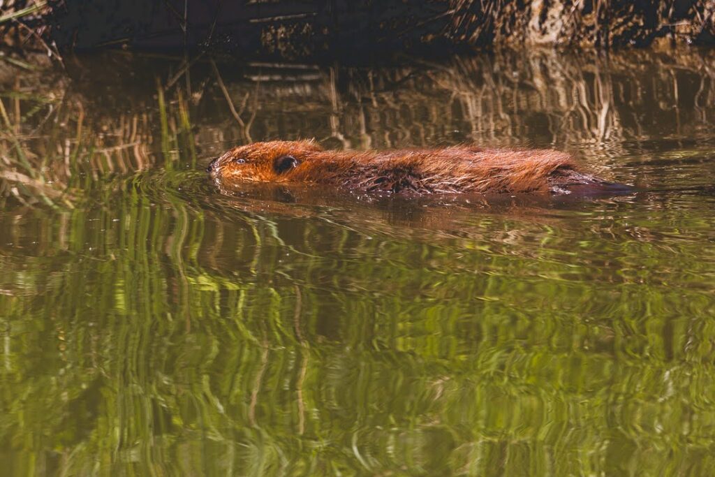image of North American beaver swimming
