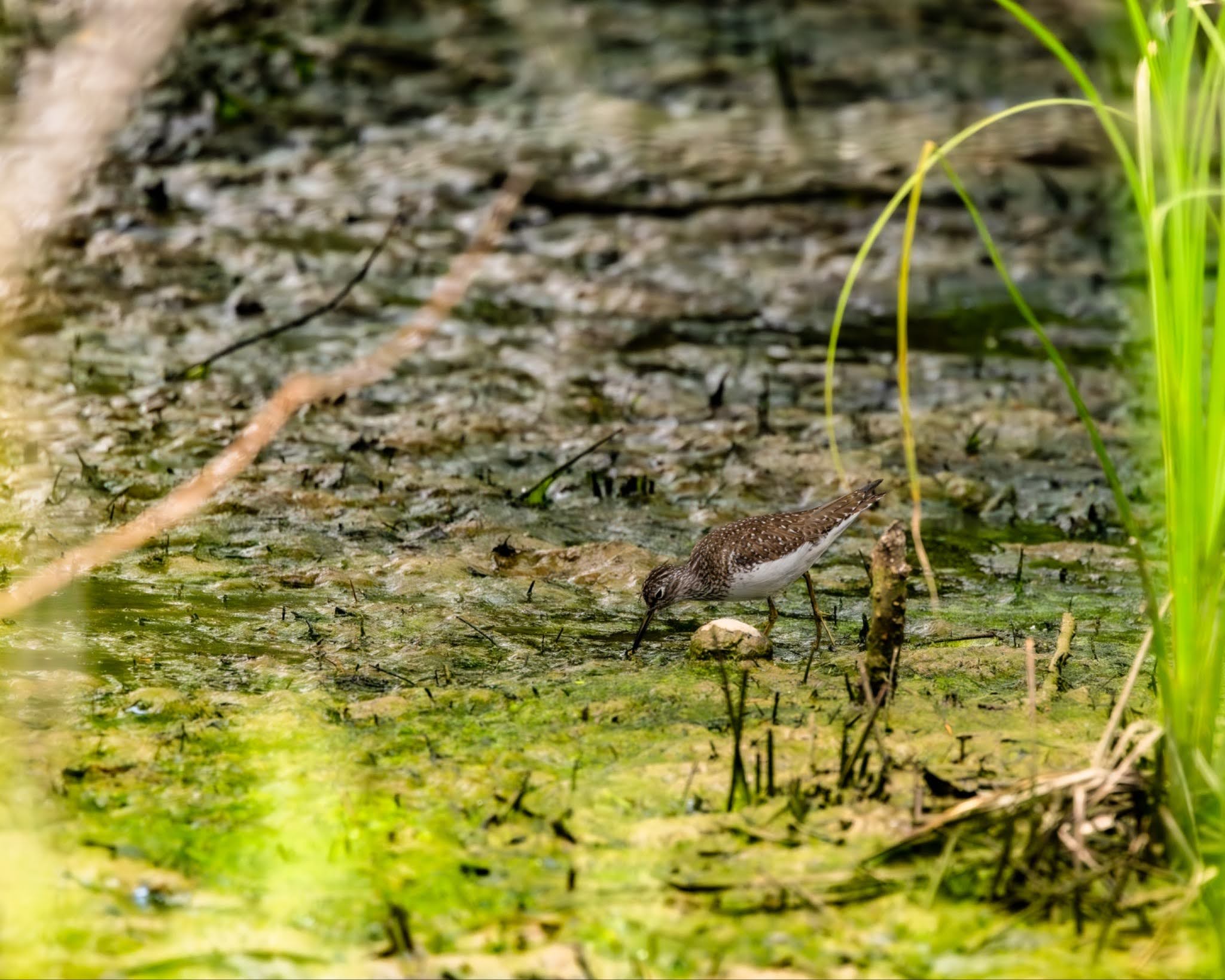 Solitary Sandpiper