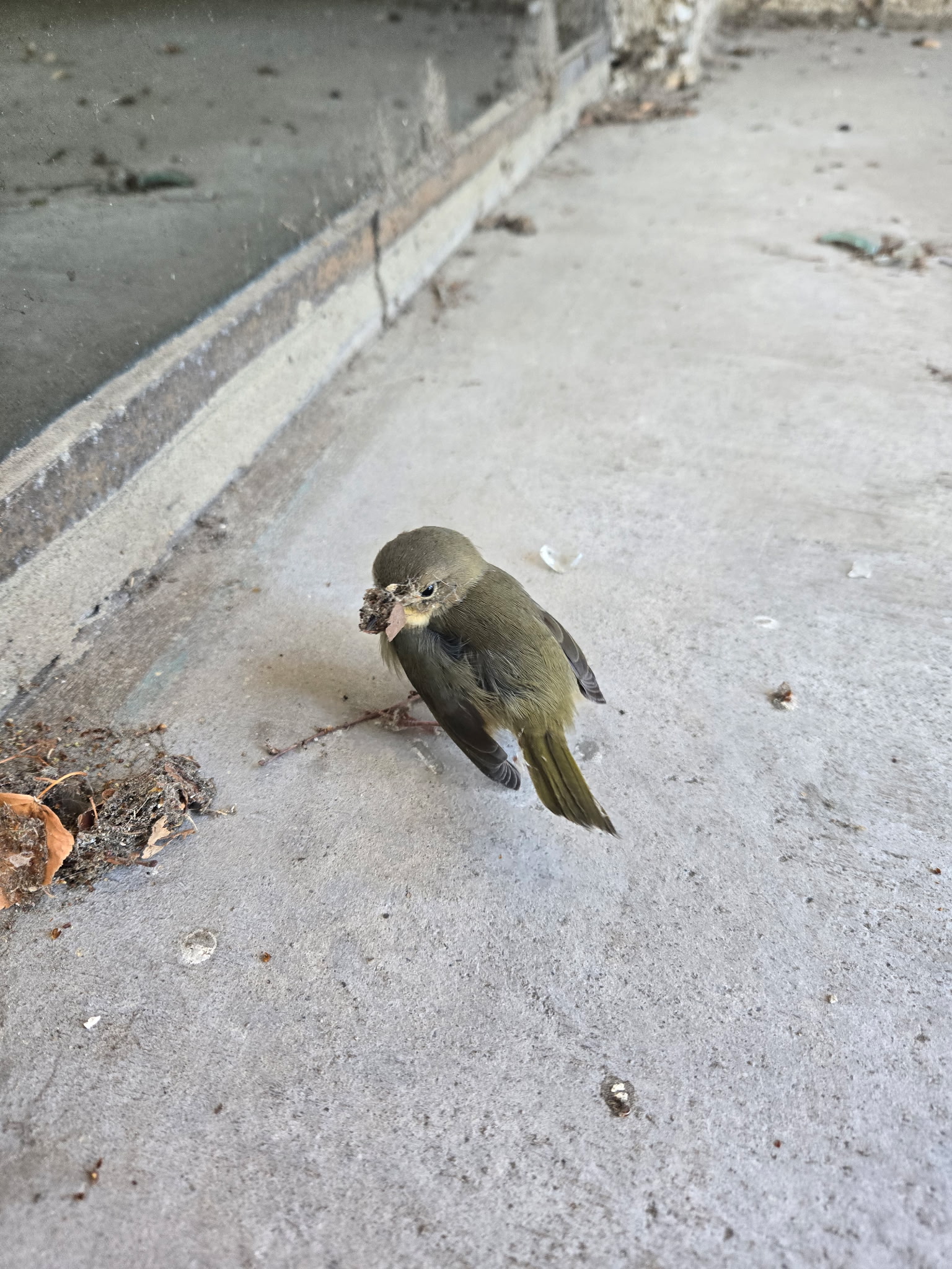 injured Common Yellowthroat, female